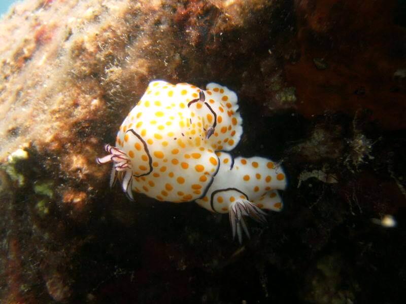 143711alanyadalışturları