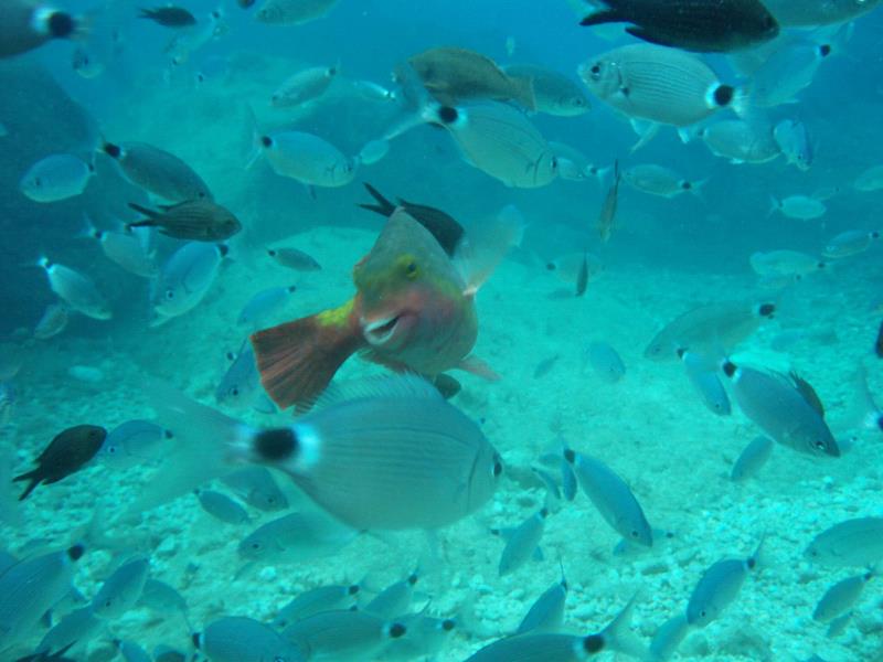 143711alanyadivingtour