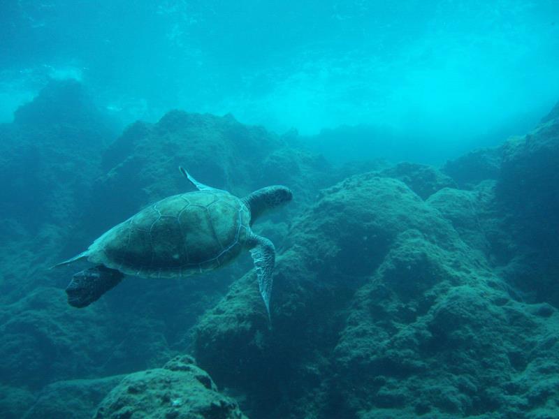 144411alanyadivingtours-2