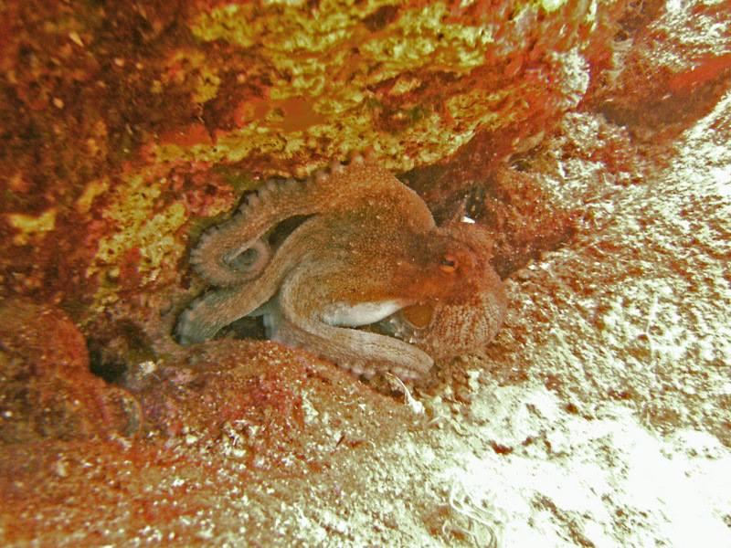 160743divingalanyascuba