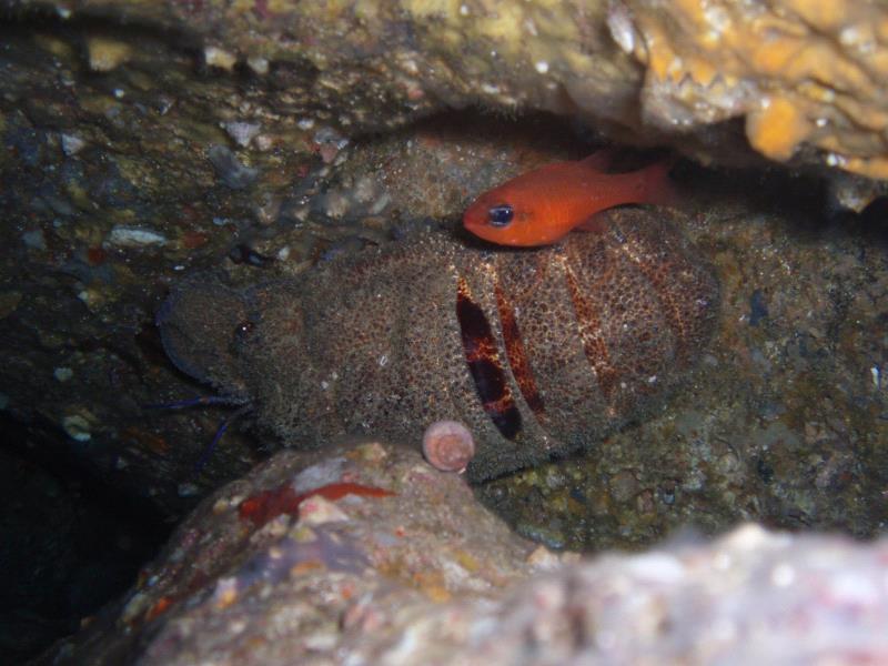 160743divingundermarinecreature