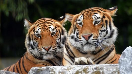 8153bcd1-9f4d-4f60-b640-f1259ff0ef23