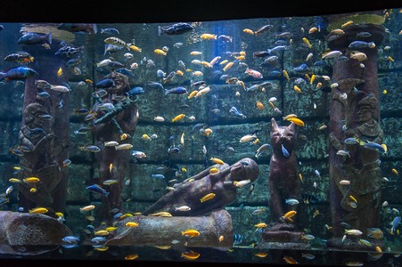 Podvodnyy-mir-Antalii