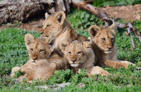 alanya lion park
