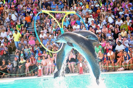 delphin show alanya
