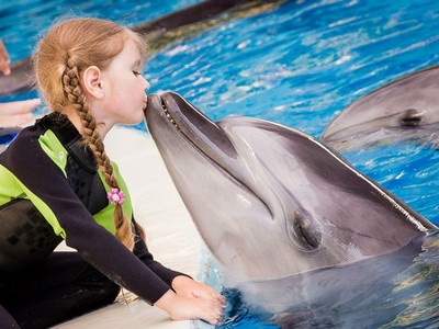 delphin shows
