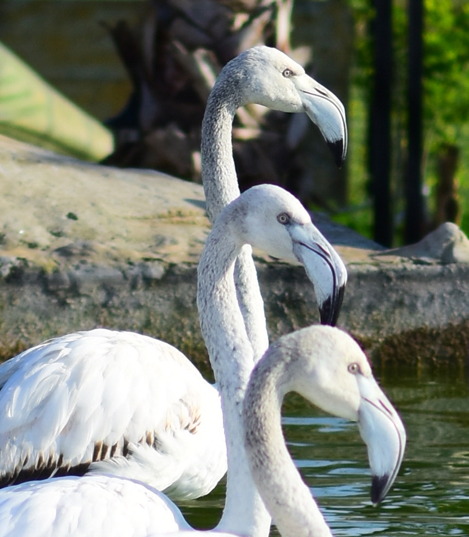 kus-cenneti-1503475954