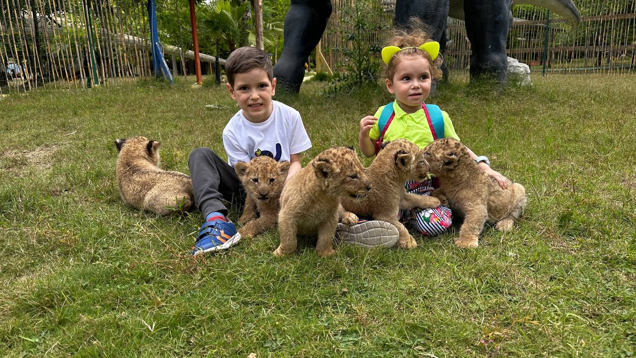 lions
