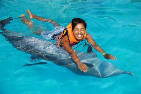 swim with the dolphins