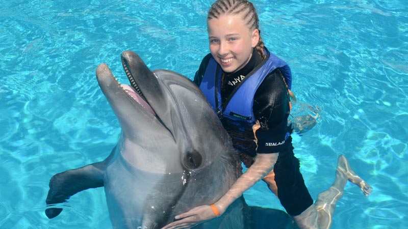 dolphin swimming in okurcalar