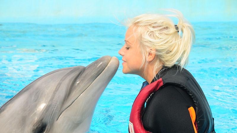dolphin swimming
