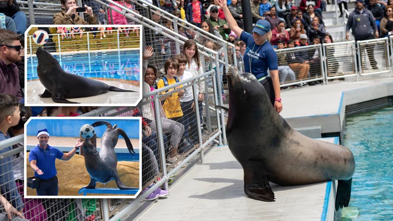 sea lion show alanya