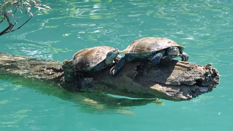 turtle-manavgat-river