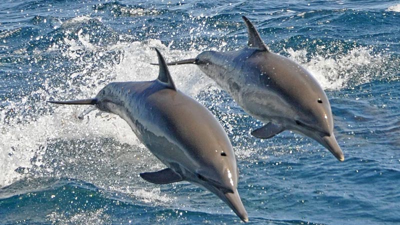 dolphins