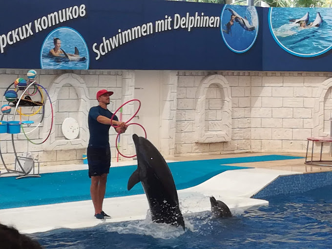 belek dolphin show