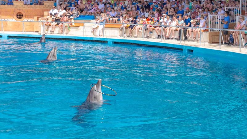 alanya dolphin park