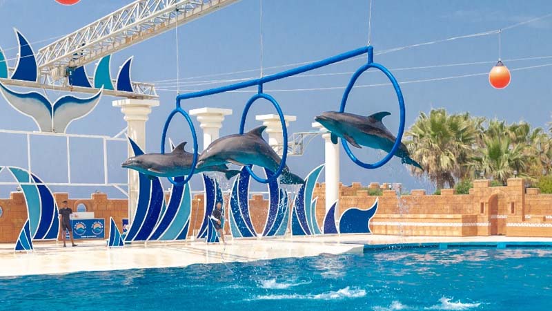alanya dolphin show agencies