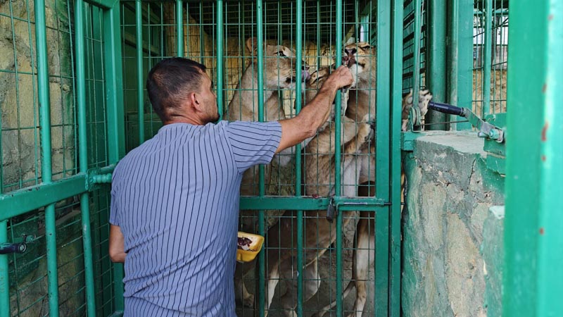 antalya lion park