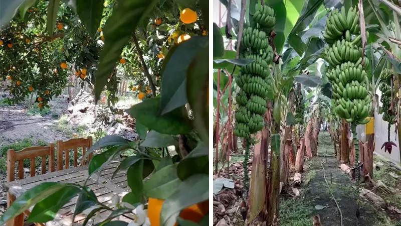 banana garden