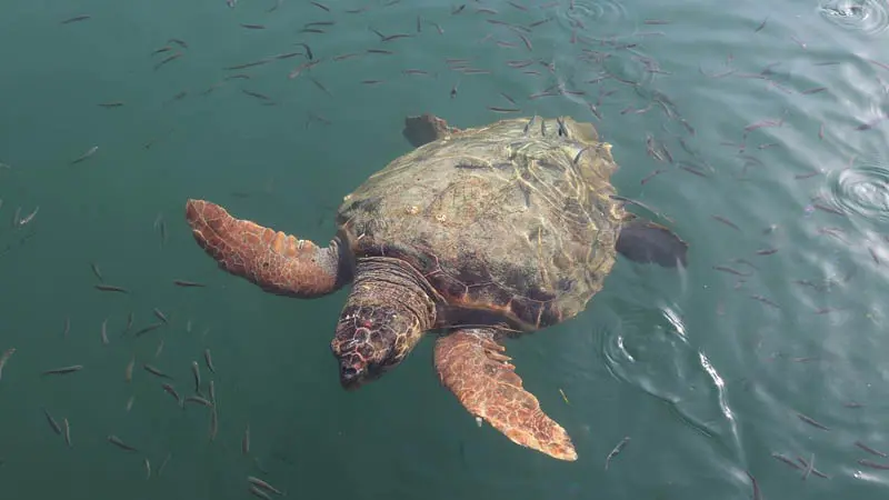 okurcalar caretta-tour