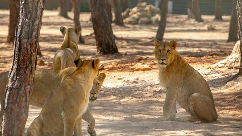 lions in kemer